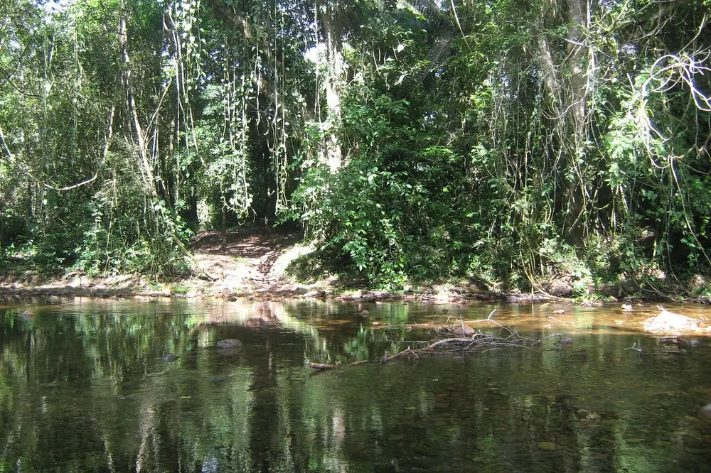 A calm jungle river with dense forest on the far bank